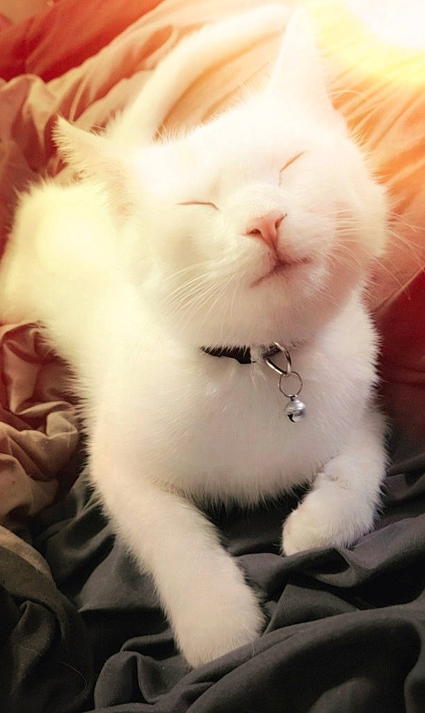 Floof is registered to the contest to win money with this photo: carnivore, cat, claw, companion_dog, domestic_short_haired_cat, ear, eye, fang, fawn, felidae, fur, gesture, head, jaw, paw, sky, small_to_medium_sized_cats, snout, tail, whiskers