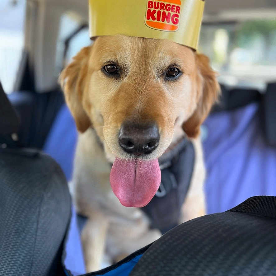Kobe joined the competition — help win amazing prizes! accessories, advertisement, animal, baseballcap, belt, bodypart, canine, cap, clothing, cushion, dog, goldenretriever, hat, homedecor, hound, labradorretriever, partyhat, person, pet, puppy
