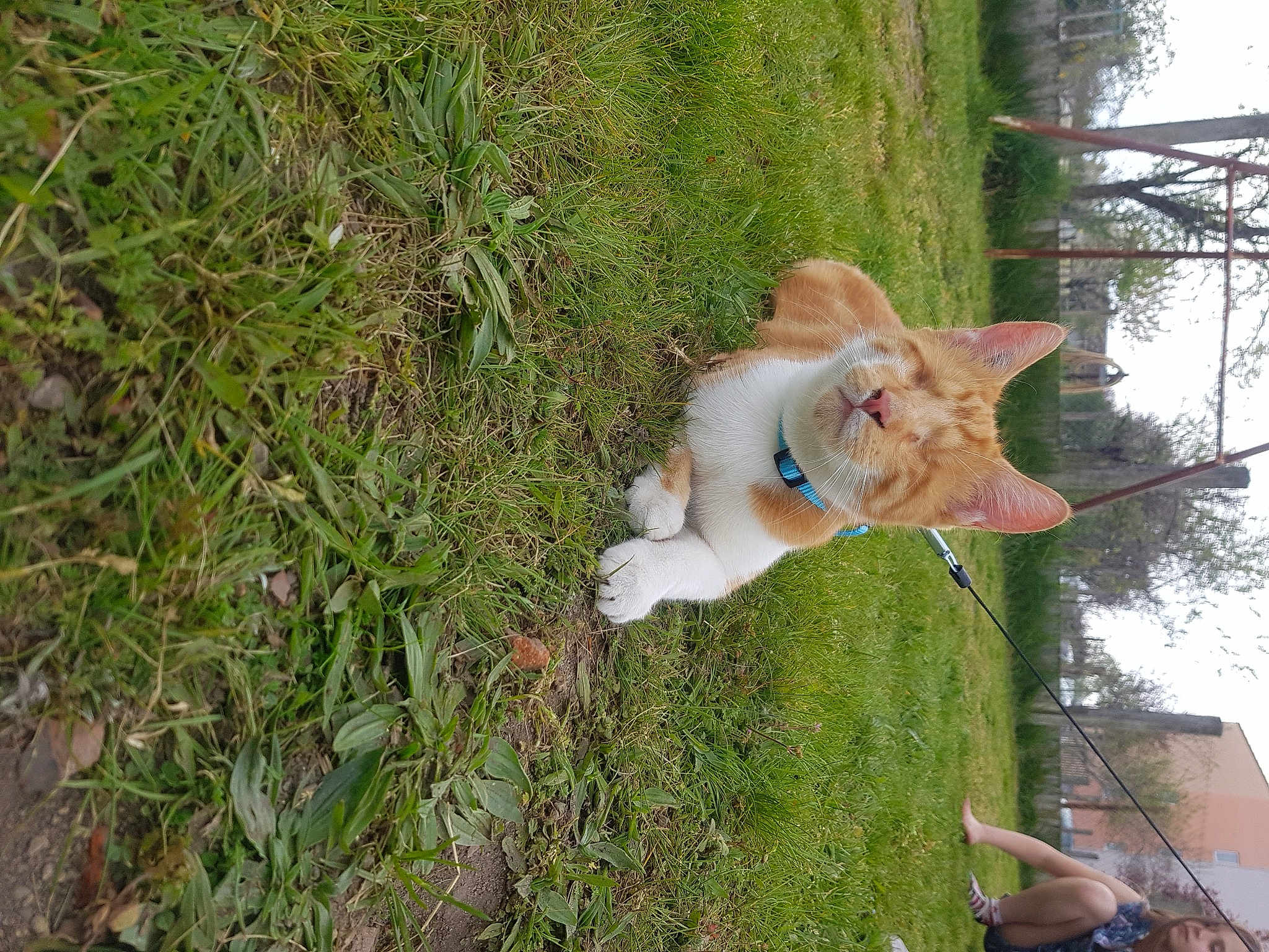 Biscuit