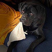 Uma Devi a rejoint le concours — aidez-le/la à gagner de superbes lots ! animal, black_dog, blanket, canine, companion, cozy, cushion, dog, domestic_animal, fabric, fur, home, indoor, looking, lying_down, paw, pet, relaxing, resting, snout