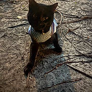 Savage joined the competition — help win amazing prizes! cat, black_cat, sweater, pet, animal, outdoor, dirt, twigs, ground, curious, night, feline, cute, small, collar, knitted, nature, domestic, mammal, alone