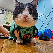 Kong is registered to the contest to win money with this photo: cat, black_and_white, pet_clothing, vest, wooden_floor, indoor, cat_toy, blue_wall, clock, person_leg, curious, close_up, whiskers, flooring, furniture, home, playful, animal, domestic_animal, cute