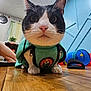 cat, black_and_white, pet_clothing, vest, wooden_floor, indoor, cat_toy, blue_wall, clock, person_leg, curious, close_up, whiskers, flooring, furniture, home, playful, animal, domestic_animal, cute