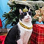 Kong joined the competition — help win amazing prizes! cat, black_and_white, sunglasses, gold_chain, christmas_tree, ornaments, gift_box, red_tree_skirt, holiday, festive, indoor, pet, decorations, floor, wooden_floor, posing, cute, animal, domestic_cat, holiday_decor