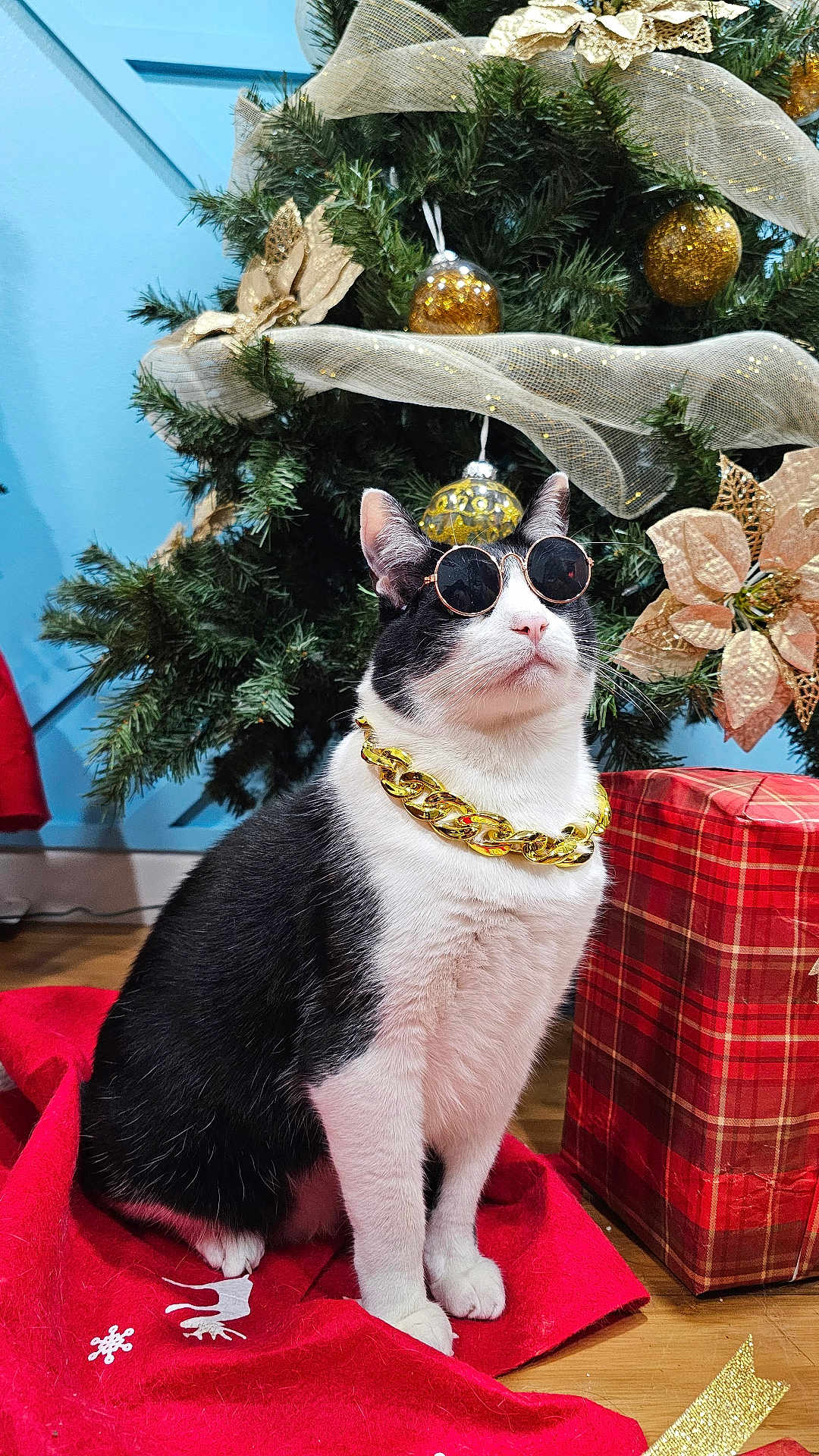 Kong joined the competition — help win amazing prizes! cat, black_and_white, sunglasses, gold_chain, christmas_tree, ornaments, gift_box, red_tree_skirt, holiday, festive, indoor, pet, decorations, floor, wooden_floor, posing, cute, animal, domestic_cat, holiday_decor
