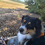 Vick participe au concours pour gagner de l'argent avec cette photo : dog, outdoor, nature, leaves, water_bowl, rope, resting, animal, canine, fur, black, white, tan, ears, snout, eyes, collar, shade, tree, field