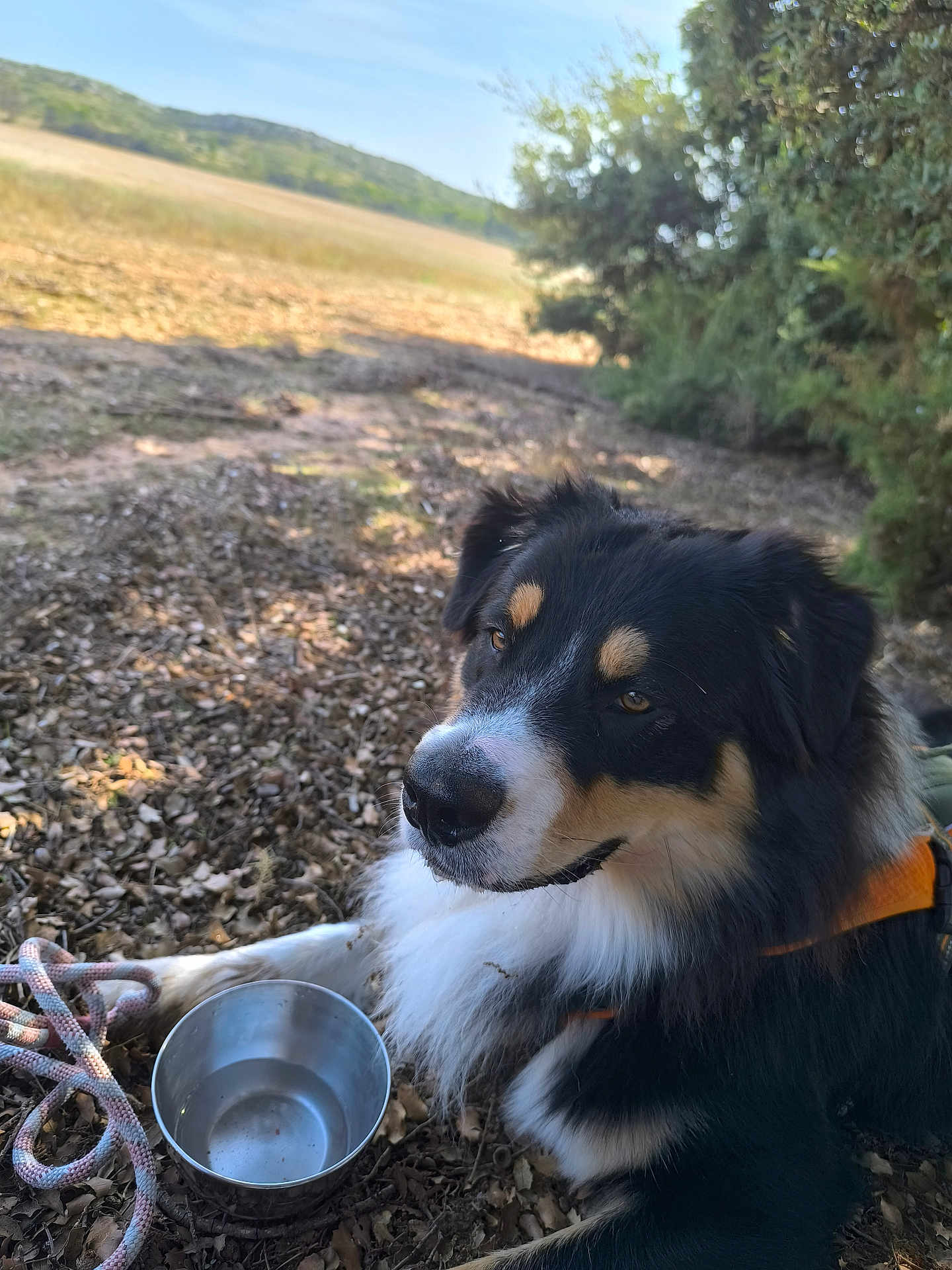 Vick participe au concours pour gagner de l'argent avec cette photo : dog, outdoor, nature, leaves, water_bowl, rope, resting, animal, canine, fur, black, white, tan, ears, snout, eyes, collar, shade, tree, field