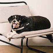 Oreo is registered to the contest to win money with this photo: accessories, animal, bird, bulldog, canine, chair, couch, cushion, dog, dogbed, furniture, homedecor, hound, leash, pet, pointer, policedog, puppy, strap, wood