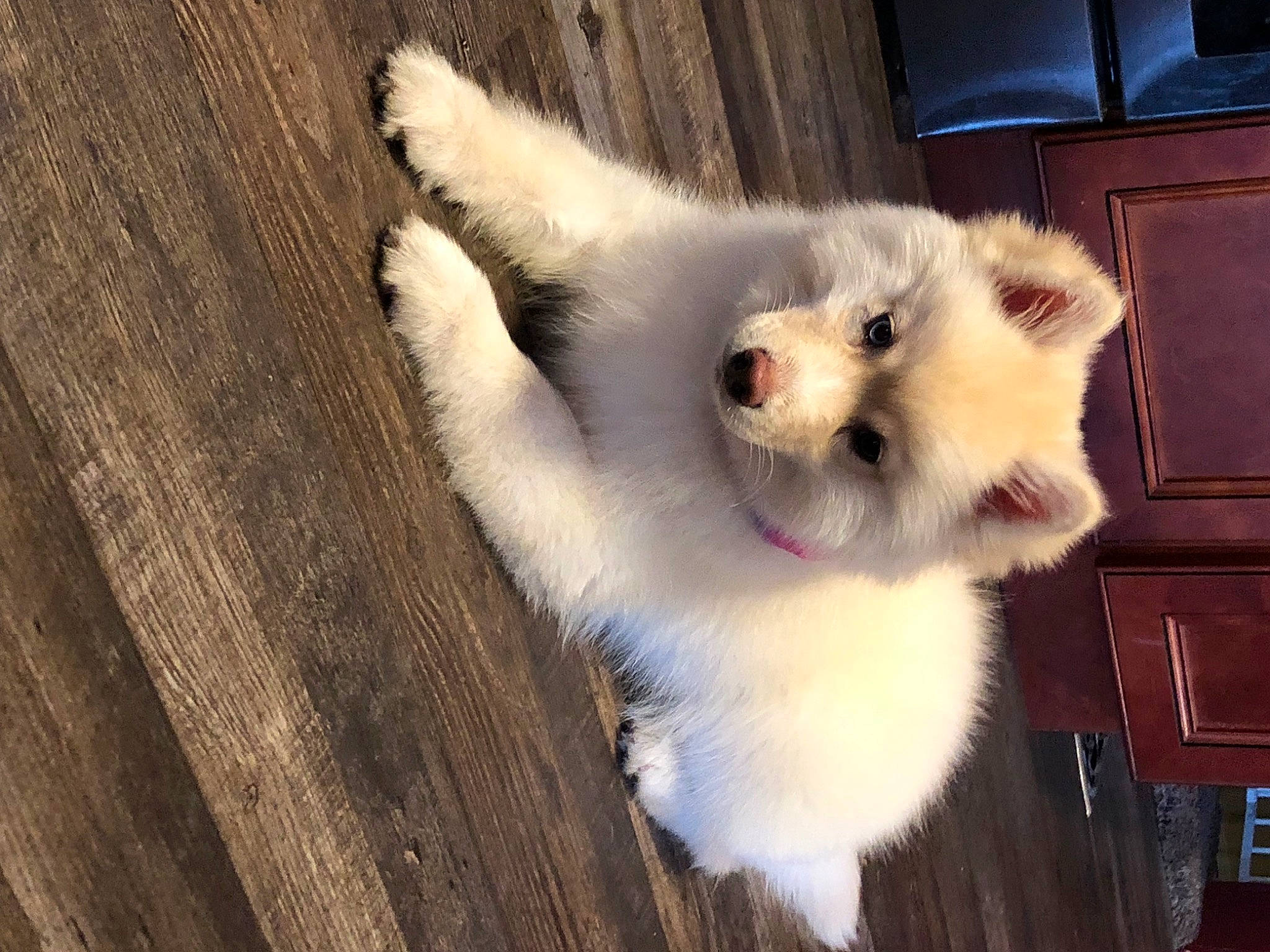 Sierra is registered to the contest to win money with this photo: balinese, cabinetry, carnivore, cat, companion_dog, dog_breed, domestic_short_haired_cat, door, fawn, felidae, flooring, fur, hardwood, paw, small_to_medium_sized_cats, snout, tail, thai, whiskers, wood