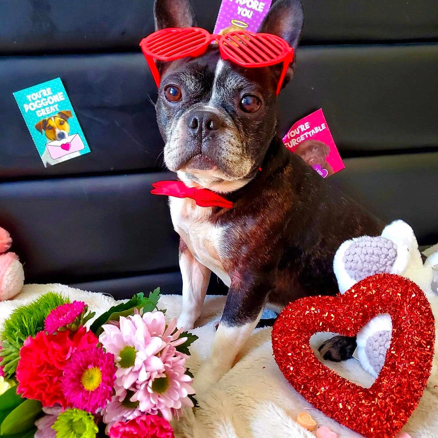 Rocky joined the competition — help win amazing prizes! animal, bulldog, businesscard, canine, daisy, dog, envelope, flower, flowerarrangement, flowerbouquet, frenchbulldog, greetingcard, mail, number, paper, pet, petal, plant, symbol, text