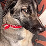 Draken participe au concours pour gagner de l'argent avec cette photo : dog, canine, pet, portrait, close_up, lying_down, resting, blue_eye, bandana, red_accessory, fur, muzzle, nose, ear, animal, indoors, couch, blanket, patterned_background, side_eye