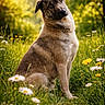 Draken a rejoint le concours — aidez-le/la à gagner de superbes lots ! dog, canine, pet, animal, portrait, sitting, meadow, wildflowers, daisies, grass, outdoors, nature, sunlight, golden_hour, greenery, collar, head_tilt, floppy_ears, fur, cute