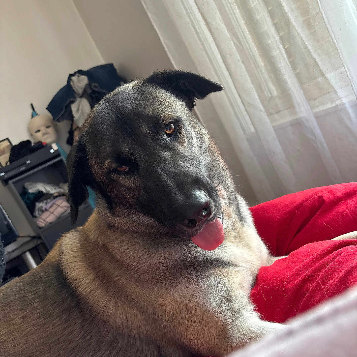 Draken a rejoint le concours — aidez-le/la à gagner de superbes lots ! dog, shepherd, black_and_tan, tongue_out, side_eye, sitting, lying_down, pet, portrait, fur, floppy_ears, brown_eyes, red_blanket, bedroom, curtains, window, sunlight, indoor, cozy, funny