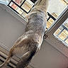dog, pet, animal, standing, window, indoors, looking_outside, balcony, railing, fur, short_hair, tail, back_view, urban, building, architecture, daylight, portrait, tilted_composition, curious