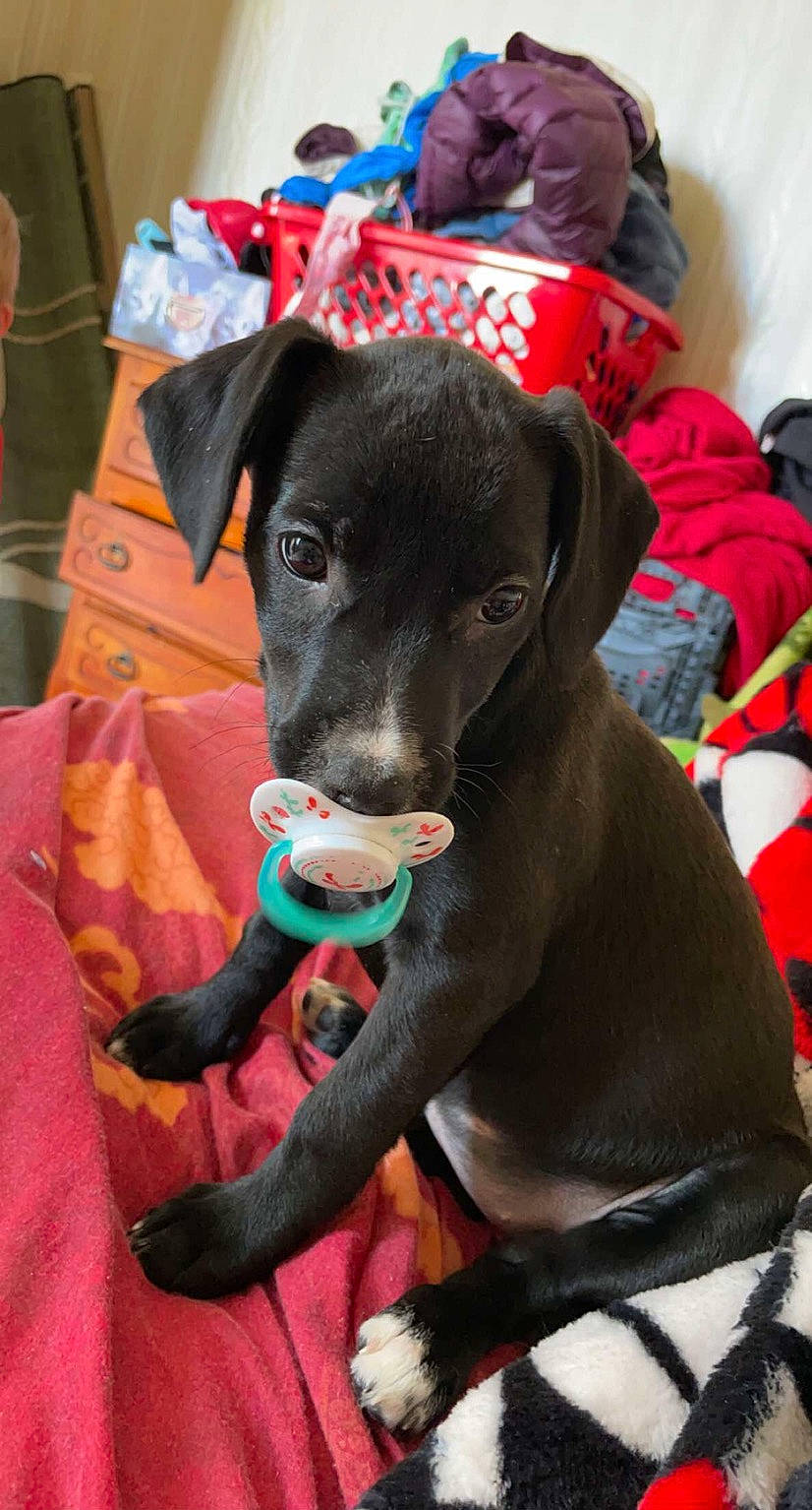 Ryta participe au concours pour gagner de l'argent avec cette photo : borador, canidae, carnivore, collar, comfort, companion_dog, dog, dog_breed, dog_collar, dog_supply, fawn, fur, guard_dog, leash, personal_protective_equipment, pet_supply, red, snout, sporting_group, working_animal