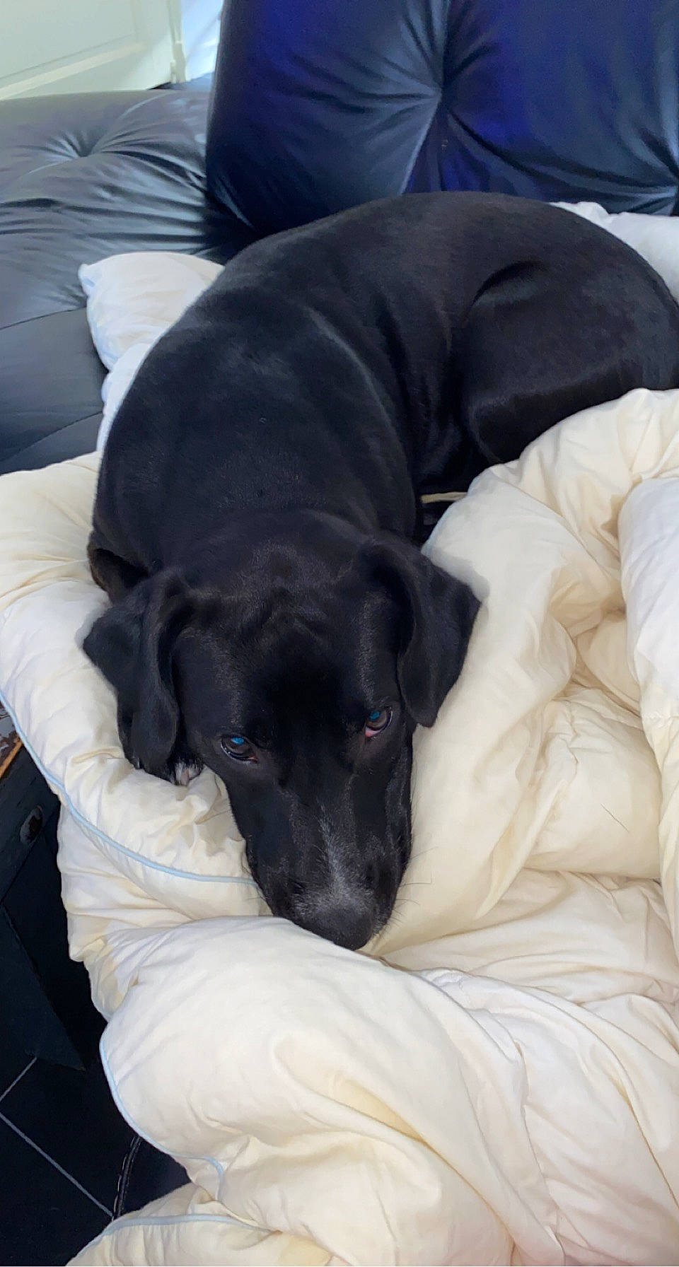 Ryta participe au concours pour gagner de l'argent avec cette photo : borador, canidae, carnivore, comfort, companion_dog, couch, dog, dog_breed, fawn, fur, guard_dog, gun_dog, liver, nap, pointing_breed, retriever, sporting_group, terrestrial_animal, whiskers, working_animal