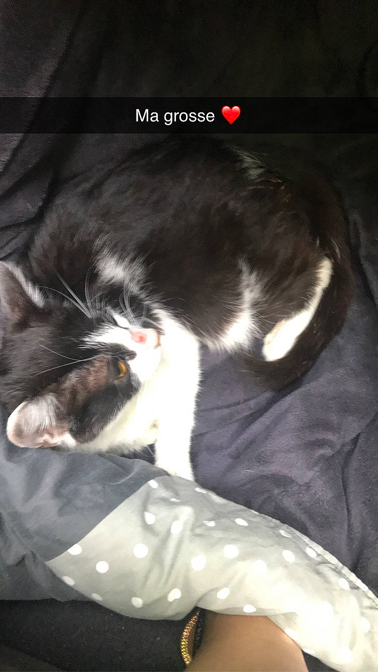 Minettes a rejoint le concours — aidez-le/la à gagner de superbes lots ! canidae, carnivore, cat, claw, comfort, darkness, dog_breed, domestic_short_haired_cat, felidae, fur, nap, photo_caption, plastic_bag, screenshot, sleep, small_to_medium_sized_cats, snout, sporting_group, tail, whiskers