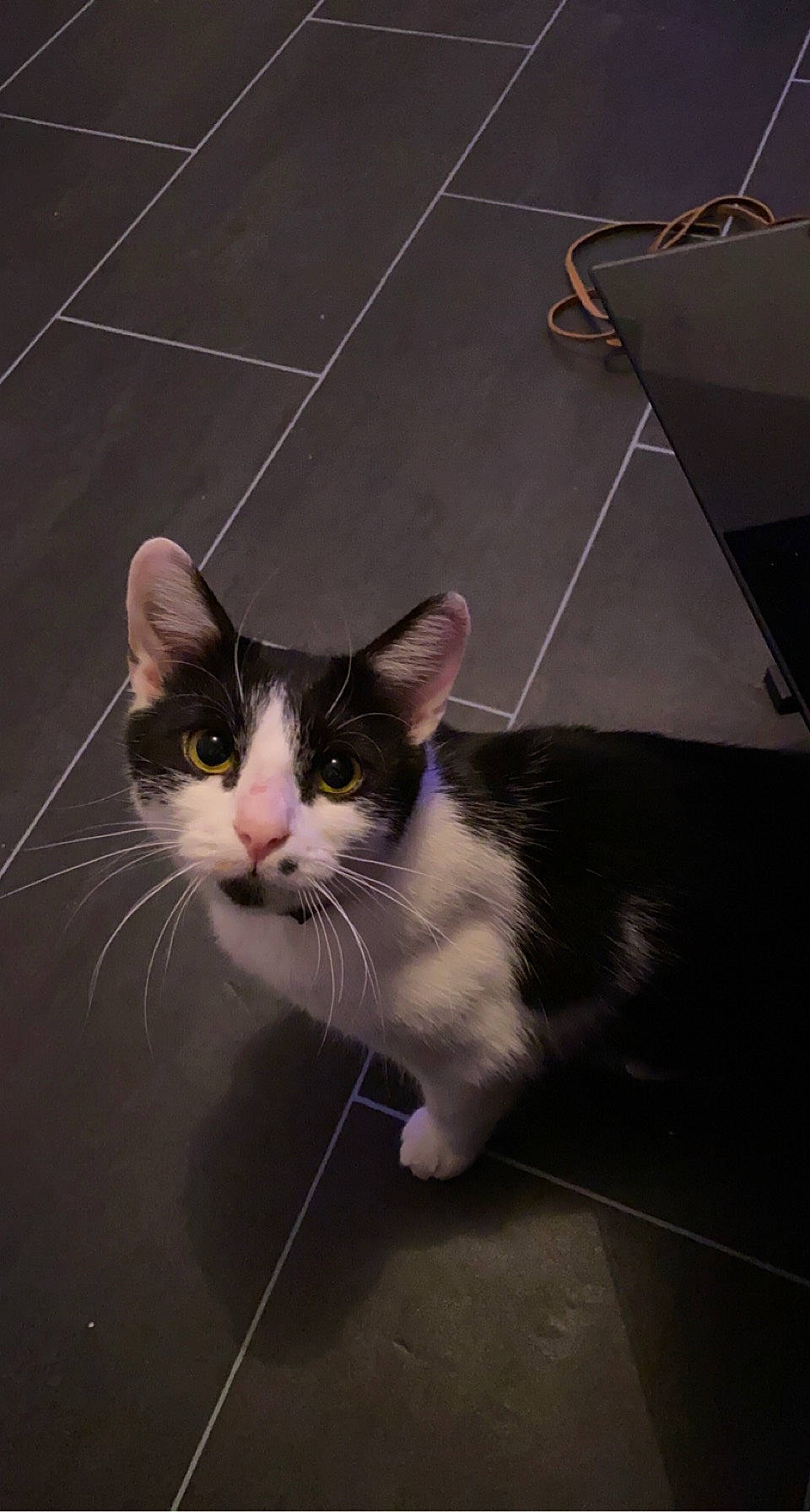 Minettes participe au concours pour gagner de l'argent avec cette photo : carnivore, cat, curious, domestic_short_haired_cat, eye, felidae, flooring, fur, small_to_medium_sized_cats, snout, tail, whiskers