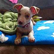 Shelby joined the competition — help win amazing prizes!