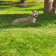 Ashton Pierce joined the competition — help win amazing prizes! animal, backyard, canine, collar, daytime, dog, fence, grass, greenery, leisure, mammal, nature, outdoor, park, pet, relaxation, resting, summer, sunlight, tree