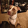 Ashton Pierce joined the competition — help win amazing prizes! animal, brown, carpet, chain, collar, decor, dog, ears, face, floor, furniture, indoor, living_room, looking_up, obedient, pet, pitbull, sitting, television, white