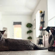 Tom And Lola joined the competition — help win amazing prizes! cat, gray_cat, pet, indoor, floor, collar, blue_collar, pink_collar, living_room, furniture, wooden_floor, relaxed, cute, animal, mammal, two_cats, domestic_animal, curious, eyes, whiskers