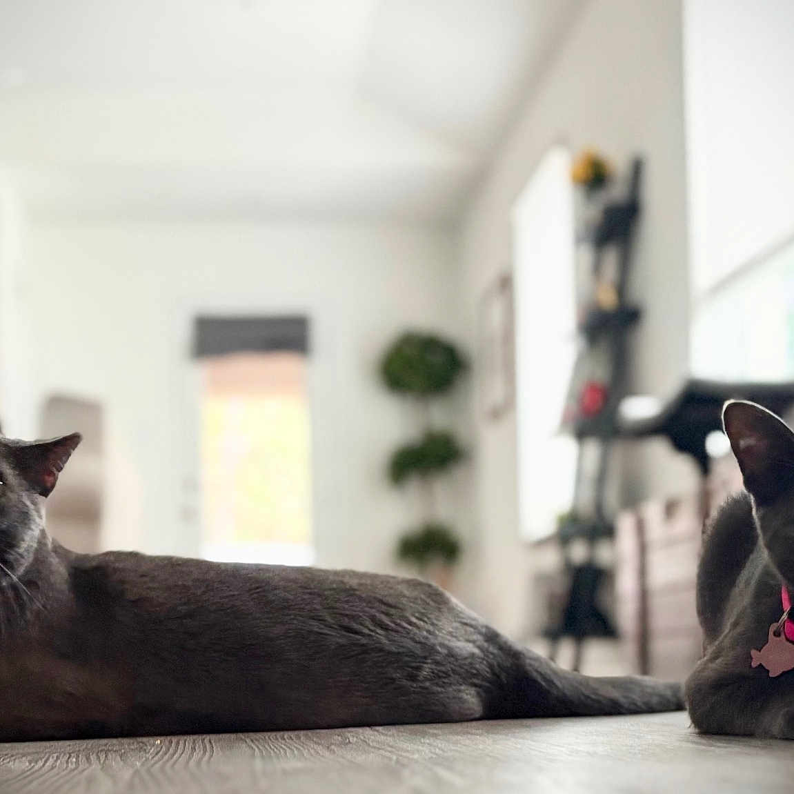 Tom And Lola joined the competition — help win amazing prizes! animal, blue_collar, cat, collar, curious, cute, domestic_animal, eyes, floor, furniture, gray_cat, indoor, living_room, mammal, pet, pink_collar, relaxed, two_cats, whiskers, wooden_floor