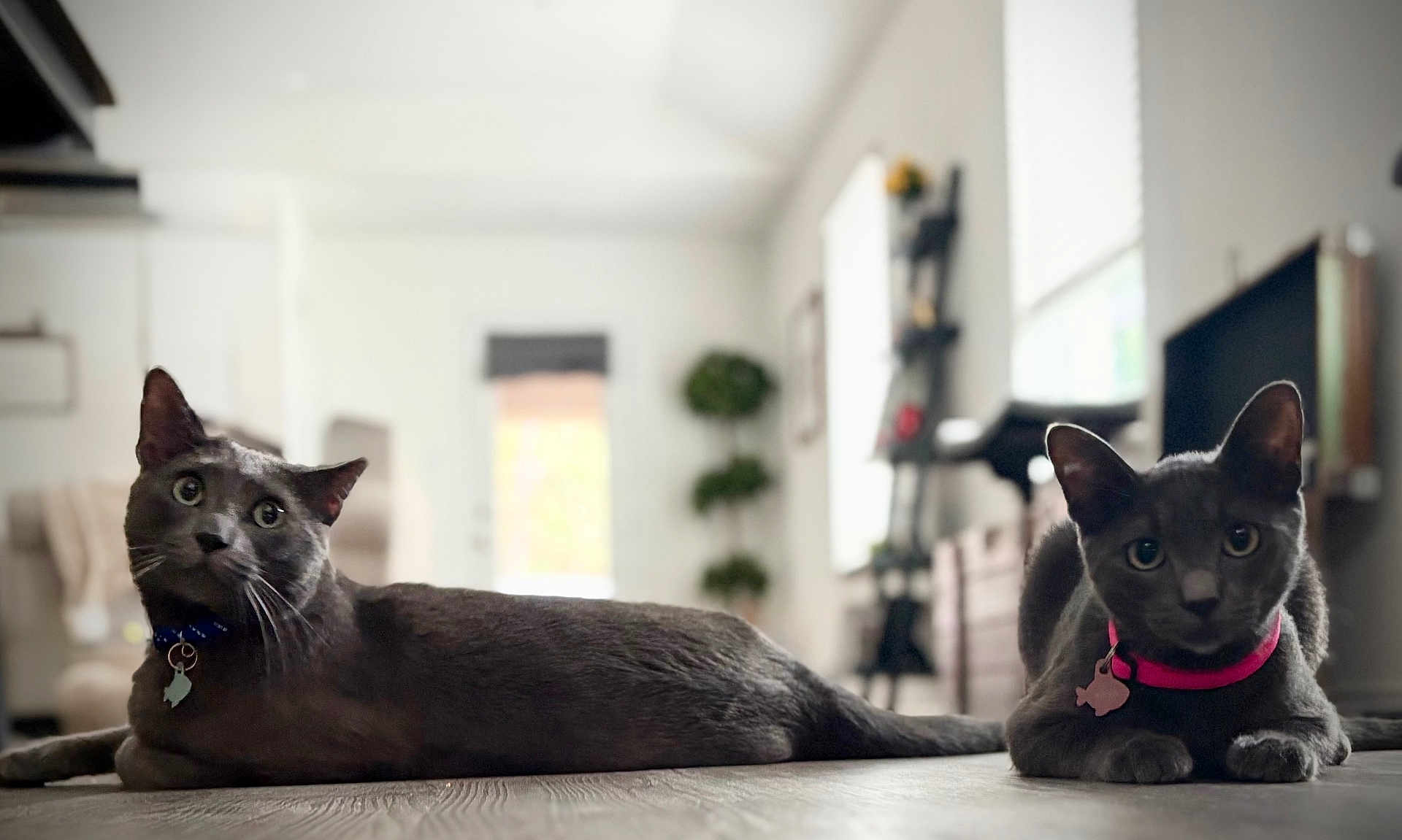 Tom And Lola joined the competition — help win amazing prizes! cat, gray_cat, pet, indoor, floor, collar, blue_collar, pink_collar, living_room, furniture, wooden_floor, relaxed, cute, animal, mammal, two_cats, domestic_animal, curious, eyes, whiskers
