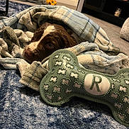 Remi joined the competition — help win amazing prizes! puppy, dog, blanket, toy, bone, indoor, carpet, plaid, cozy, sleepy, brown, white, pet, floor, home, soft, wrapped, comfort, animal, cute