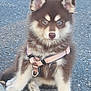 puppy, dog, brown_fur, blue_eyes, harness, sitting, outdoor, gravel, cute, pet, young, animal, fluffy, canine, adorable, curious, small, fur, ears, nose