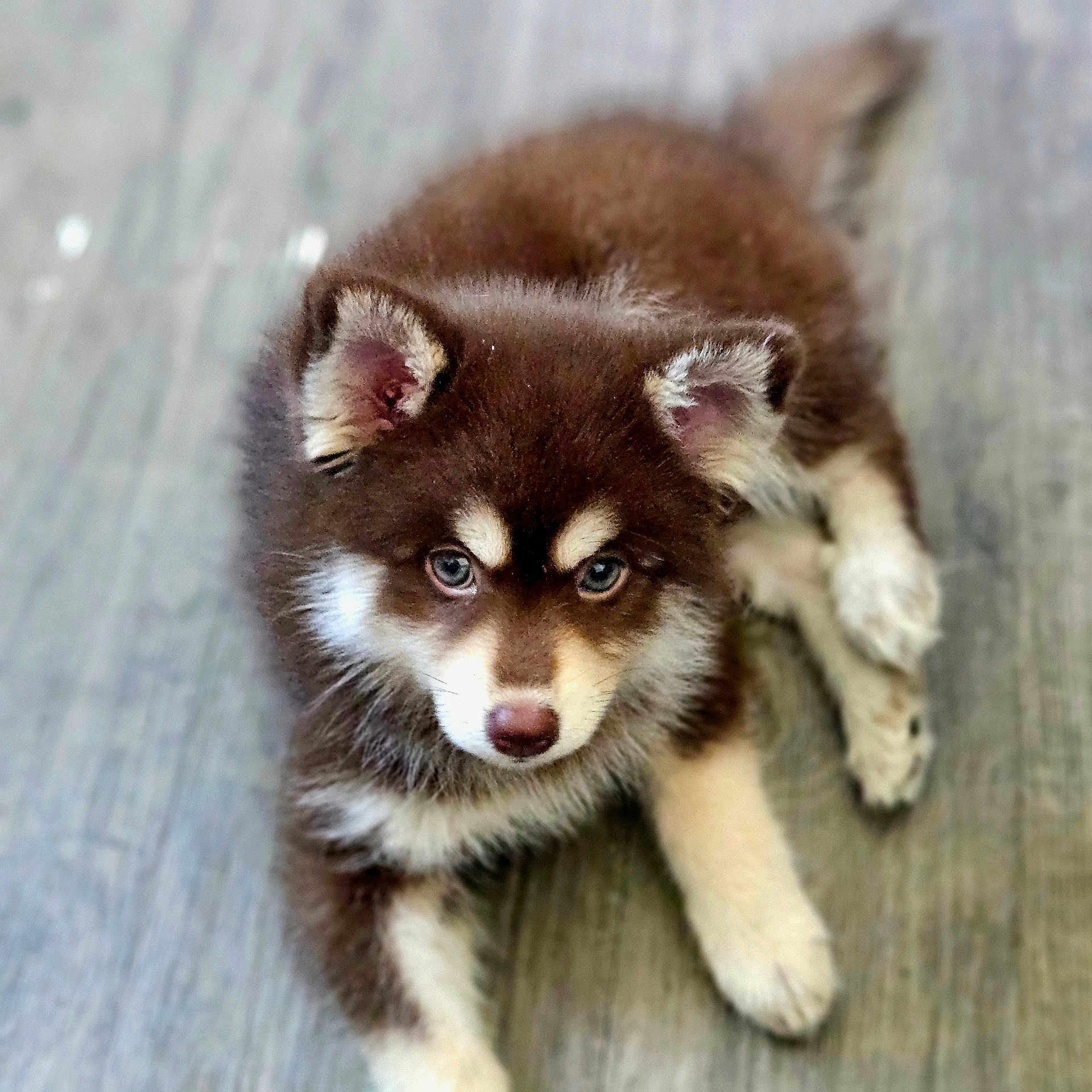 Andjie participe au concours pour gagner de l'argent avec cette photo : adorable, animal, blue_eyes, brown, canine, cute, dog, ears, floor, fluffy, fur, indoor, looking_up, lying_down, nose, pet, puppy, small, white, young