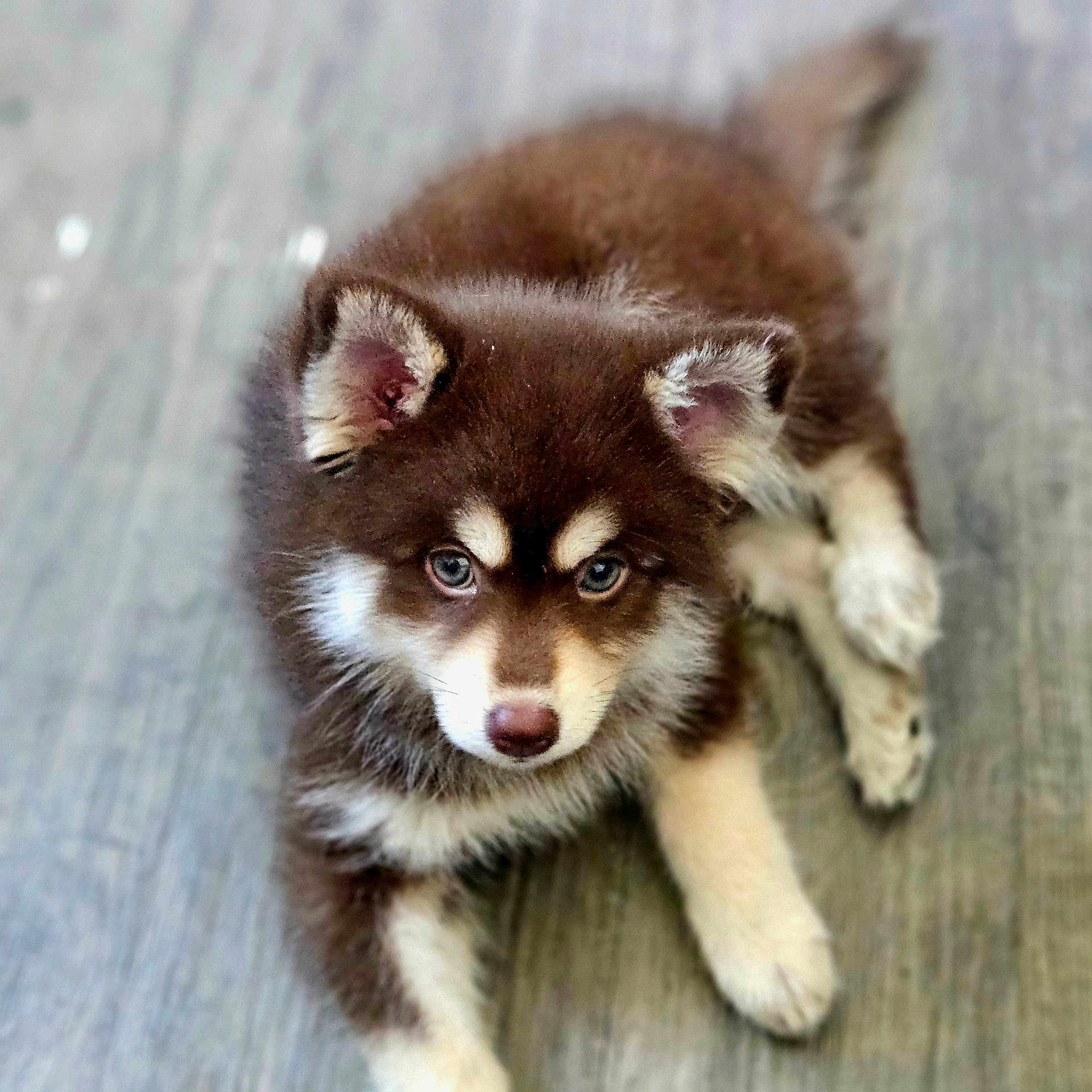 Andjie participe au concours pour gagner de l'argent avec cette photo : puppy, dog, brown, white, fluffy, blue_eyes, cute, pet, animal, fur, lying_down, floor, indoor, young, canine, adorable, small, looking_up, ears, nose