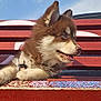 Andjie a rejoint le concours — aidez-le/la à gagner de superbes lots ! animal, bench, brown, colorful, cute, daylight, dog, fluffy, harness, outdoor, paint, pet, puppy, resting, side_view, sky, tongue, white, wood, young_dog