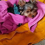 Eurêka a rejoint le concours — aidez-le/la à gagner de superbes lots ! dog, small_dog, puppy, towel, pink_towel, orange_blanket, pet, fur, cute, resting, cozy, indoors, soft_texture, wrapped, lying_down, animal, domestic_animal, sleepy, young, wearing_harness
