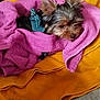dog, small_dog, puppy, towel, pink_towel, orange_blanket, pet, fur, cute, resting, cozy, indoors, soft_texture, wrapped, lying_down, animal, domestic_animal, sleepy, young, wearing_harness