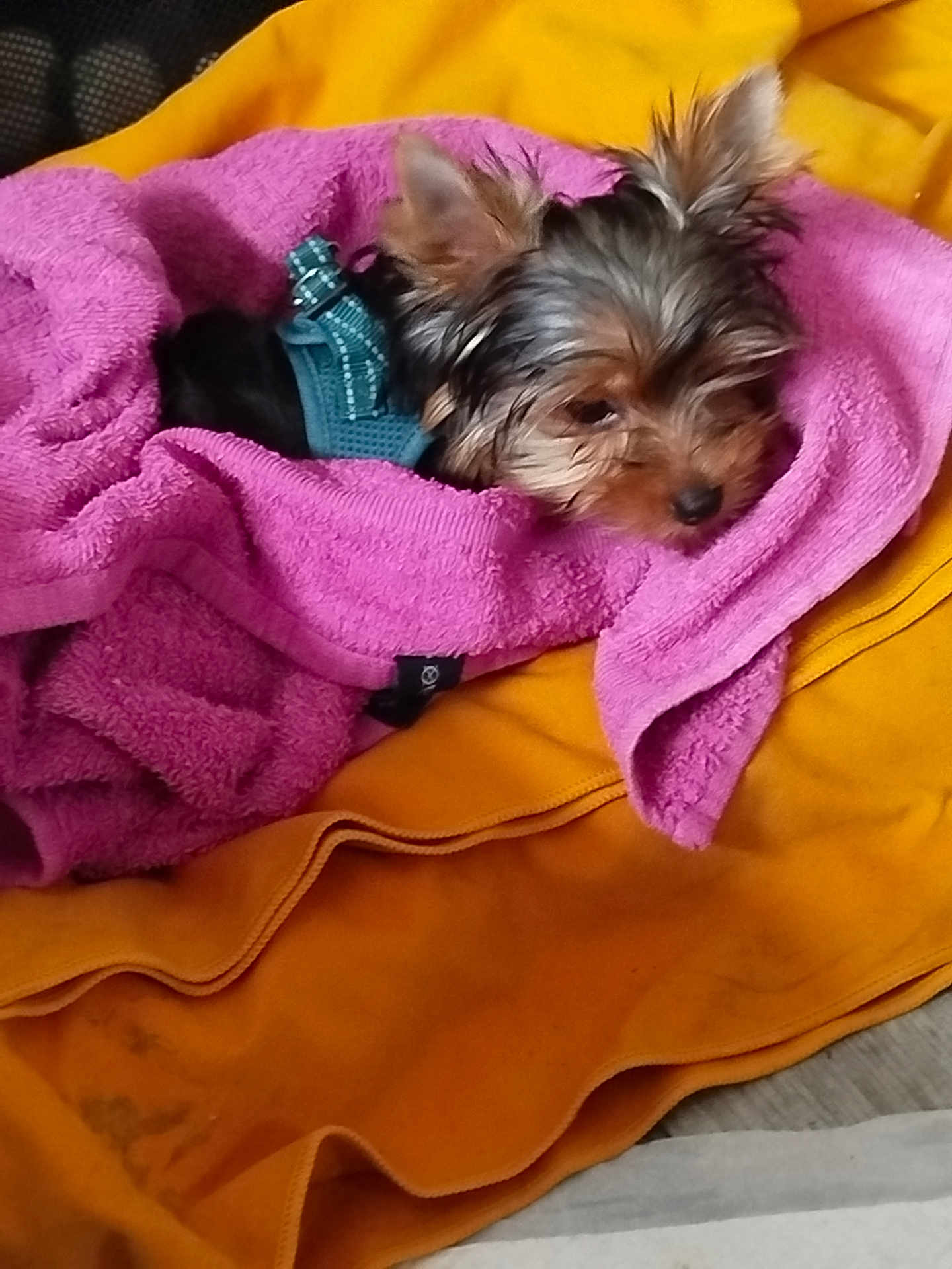 Eurêka a rejoint le concours — aidez-le/la à gagner de superbes lots ! dog, small_dog, puppy, towel, pink_towel, orange_blanket, pet, fur, cute, resting, cozy, indoors, soft_texture, wrapped, lying_down, animal, domestic_animal, sleepy, young, wearing_harness