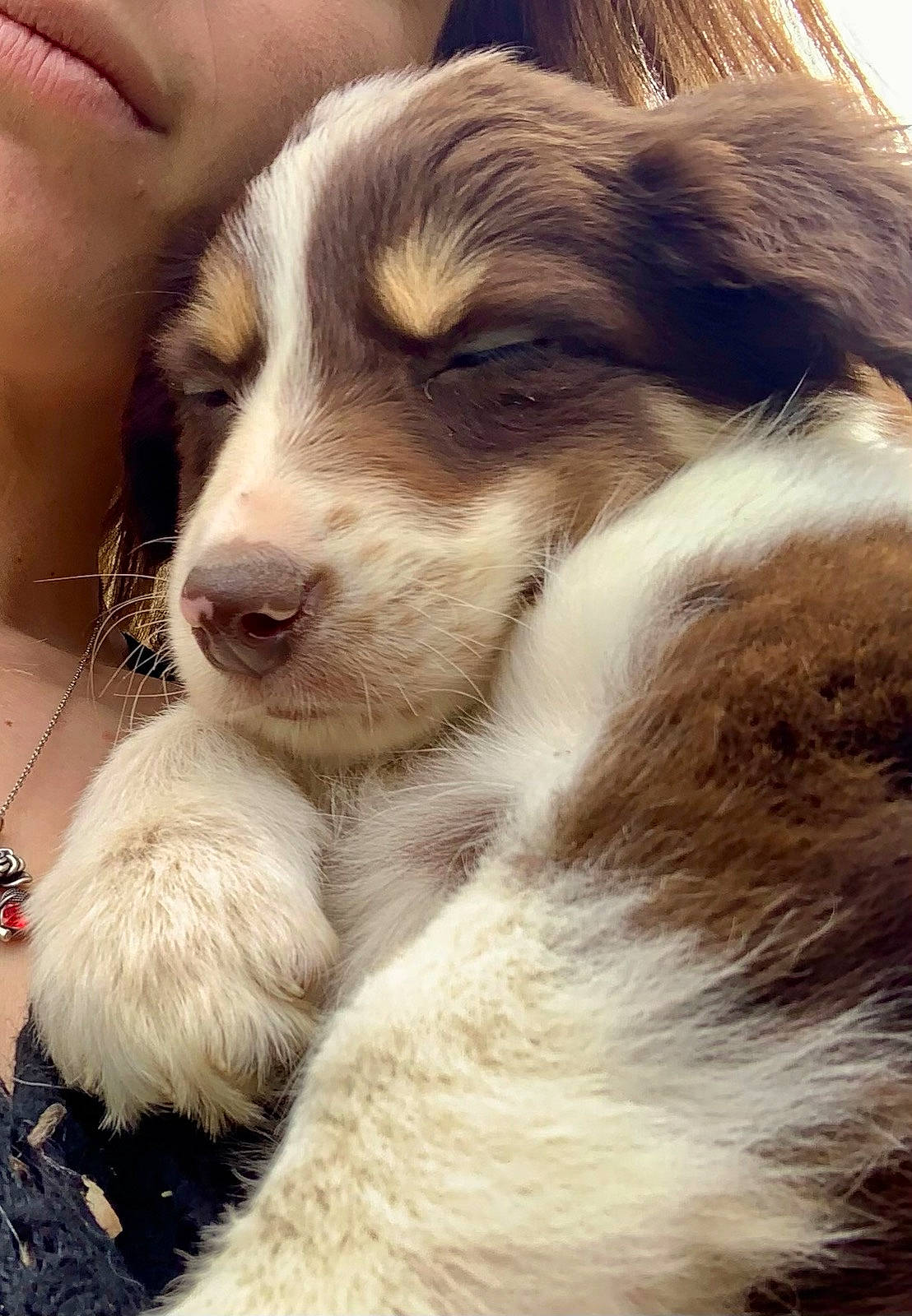 Hawaï a rejoint le concours — aidez-le/la à gagner de superbes lots ! australian_collie, canidae, carnivore, companion_dog, dog, dog_breed, fur, happy, love, paw, puppy, sporting_group, terrestrial_animal, whiskers, working_animal, working_dog