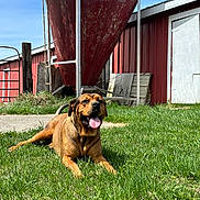 Jaxx is registered to the contest to win money with this photo: dog, grass, barn, silo, outdoor, sunlight, happy, tongue_out, animal, farm, rural, building, nature, canine, pet, greenery, daylight, relaxed, smiling, playful
