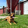 dog, grass, barn, silo, outdoor, sunlight, happy, tongue_out, animal, farm, rural, building, nature, canine, pet, greenery, daylight, relaxed, smiling, playful