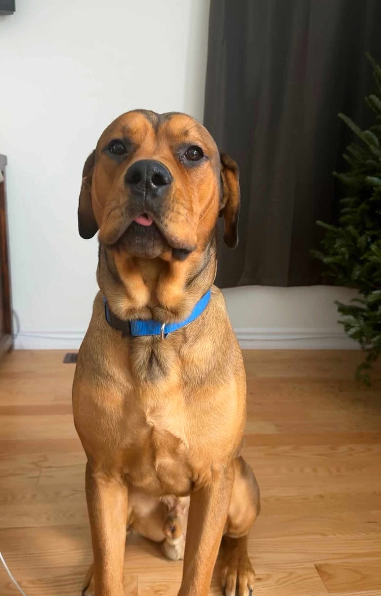 Jaxx joined the competition — help win amazing prizes! dog, brown_dog, blue_collar, indoor, wooden_floor, plant, curtain, pet, canine, sitting, tongue_out, close_up, companion, animal, domestic_animal, friendly, alert, cute, portrait, houseplant