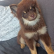 Akira a rejoint le concours — aidez-le/la à gagner de superbes lots ! puppy, dog, brown_fur, fluffy, cute, pet, indoor, couch, blanket, home, furniture, portrait, sitting, curious, young_dog, ears_up, looking, cozy, domestic_animal, animal