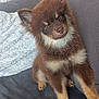 puppy, dog, brown_fur, fluffy, cute, pet, indoor, couch, blanket, home, furniture, portrait, sitting, curious, young_dog, ears_up, looking, cozy, domestic_animal, animal