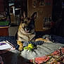 dog, german_shepherd, bed, blanket, toy, indoor, smiling, cozy, home, furniture, wall, poster, carpet, wood, animal, pet, mammal, resting, domestic, comfortable