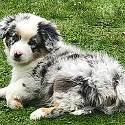 Teddy participe au concours pour gagner de l'argent avec cette photo : puppy, dog, australian_shepherd, blue_merle, grass, outdoor, animal, cute, fluffy, pet, lying_down, nature, young, canine, fur, ears, nose, eyes, adorable, landscape