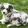 adorable, animal, australian_shepherd, blue_merle, canine, cute, dog, ears, eyes, fluffy, fur, grass, landscape, lying_down, nature, nose, outdoor, pet, puppy, young