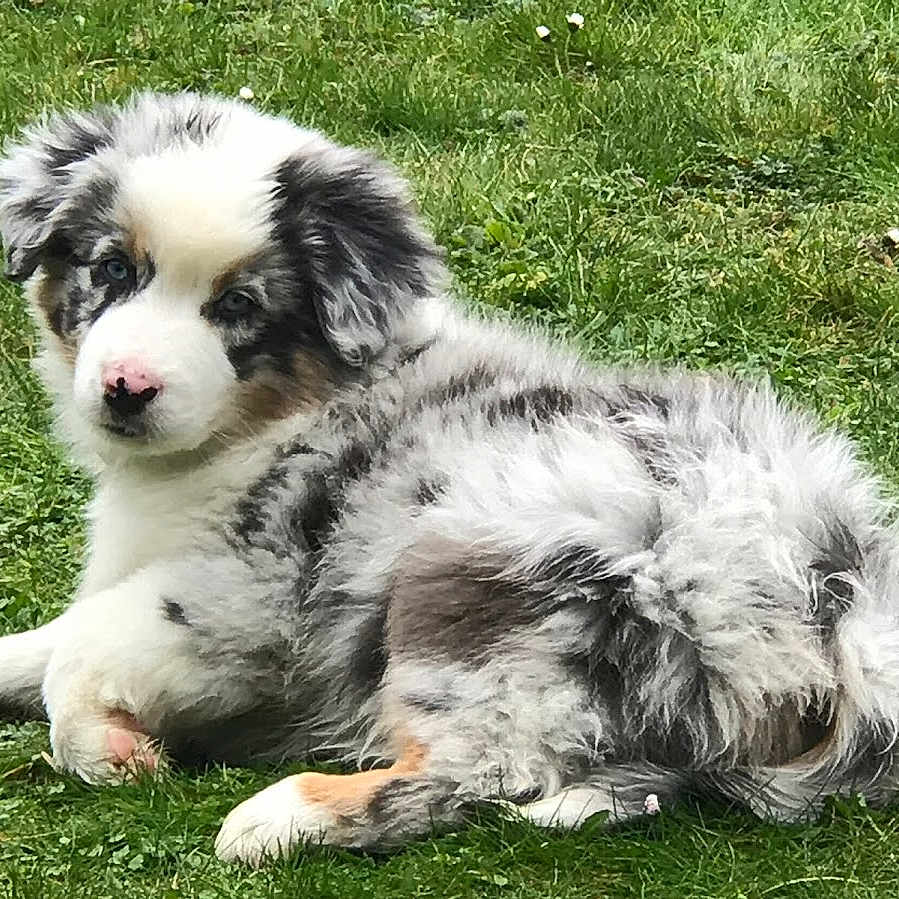 Teddy participe au concours pour gagner de l'argent avec cette photo : adorable, animal, australian_shepherd, blue_merle, canine, cute, dog, ears, eyes, fluffy, fur, grass, landscape, lying_down, nature, nose, outdoor, pet, puppy, young