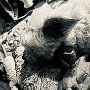 Babette is registered to the contest to win money with this photo: animal, black_and_white, blanket, close_up, companion, cozy, curly_fur, cute, dog, fabric, fluffy, indoor, pet, relaxation, resting, sleeping, tennis_ball, texture, toy, white