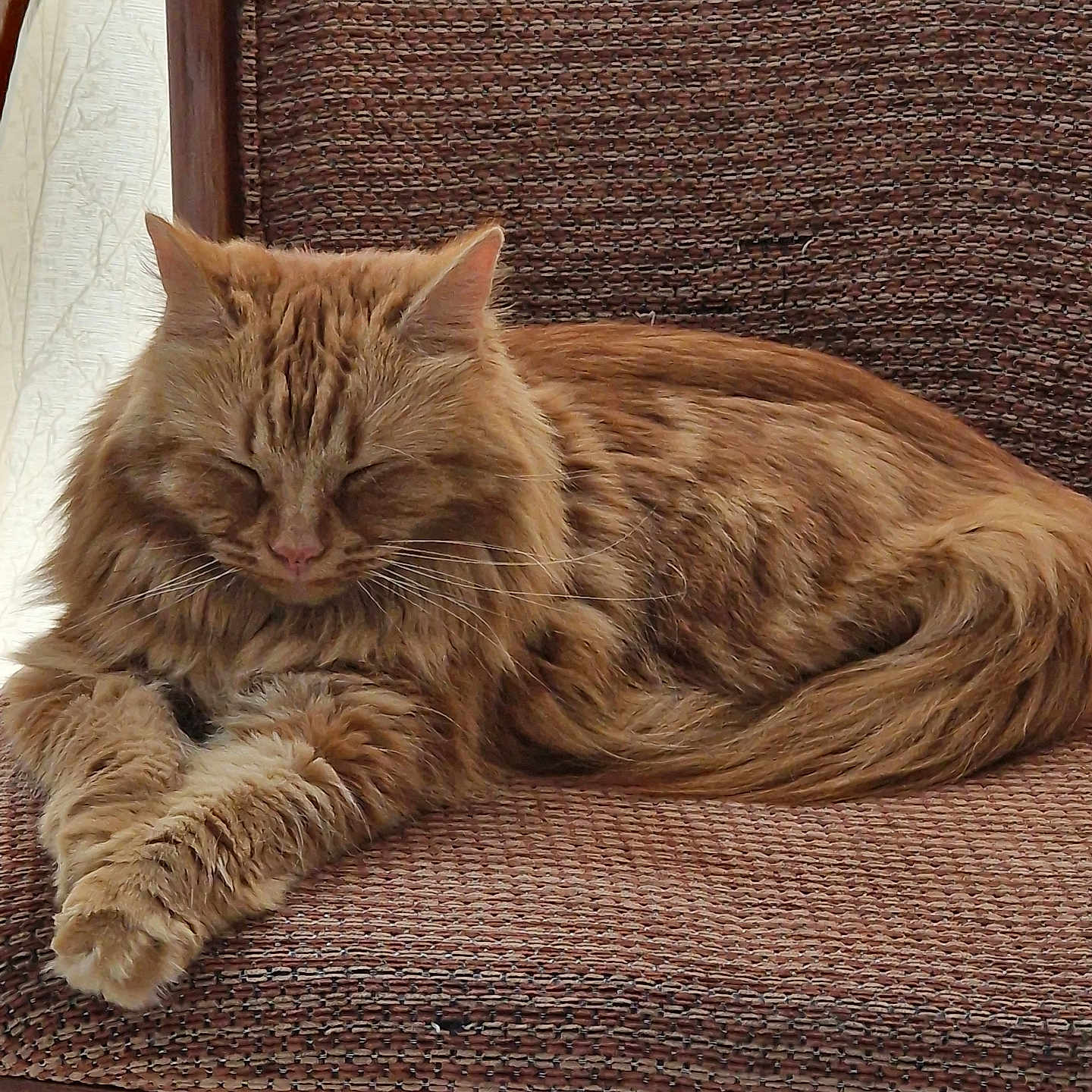 Bella joined the competition — help win amazing prizes! abyssinian, angora, animal, architecture, armchair, cat, chair, couch, cushion, furniture, hardwood, homedecor, indoors, interiordesign, kitten, manx, person, pet, sleeping, wood