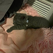 Dream is registered to the contest to win money with this photo: kitten, cat, sleeping, gray_fur, collar, bell, blanket, pink, fluffy, soft, cozy, indoor, pet, resting, furniture, slatted, fabric, cute, small, animal