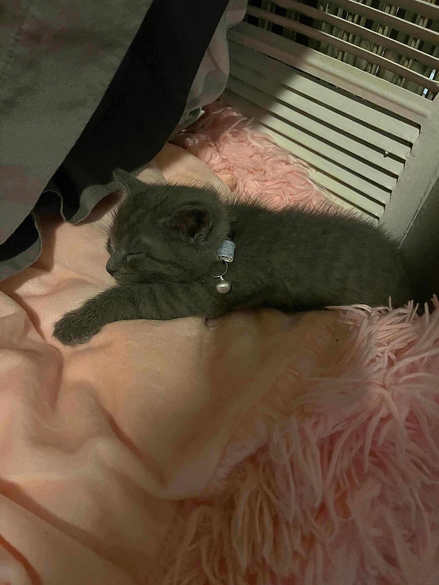 Dream is registered to the contest to win money with this photo: kitten, cat, sleeping, gray_fur, collar, bell, blanket, pink, fluffy, soft, cozy, indoor, pet, resting, furniture, slatted, fabric, cute, small, animal